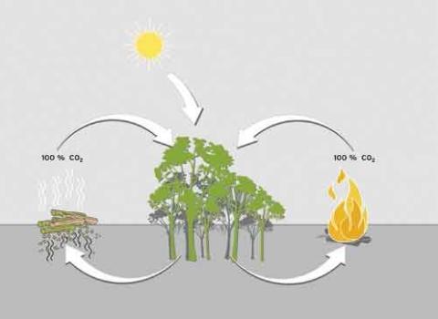 Kohlenstoffdioxidkreislauf bei Verbrennung von Holz.