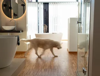 Ausstellung Zirkelbach Hund