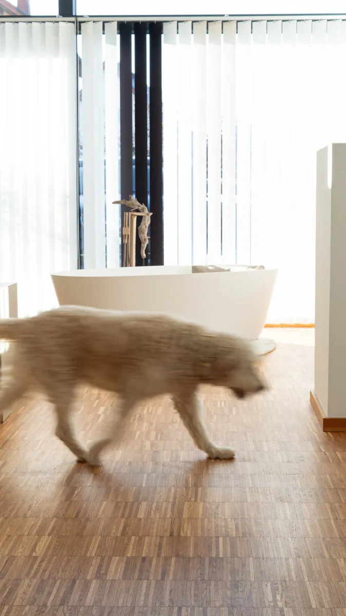 Ausstellung Zirkelbach Hund