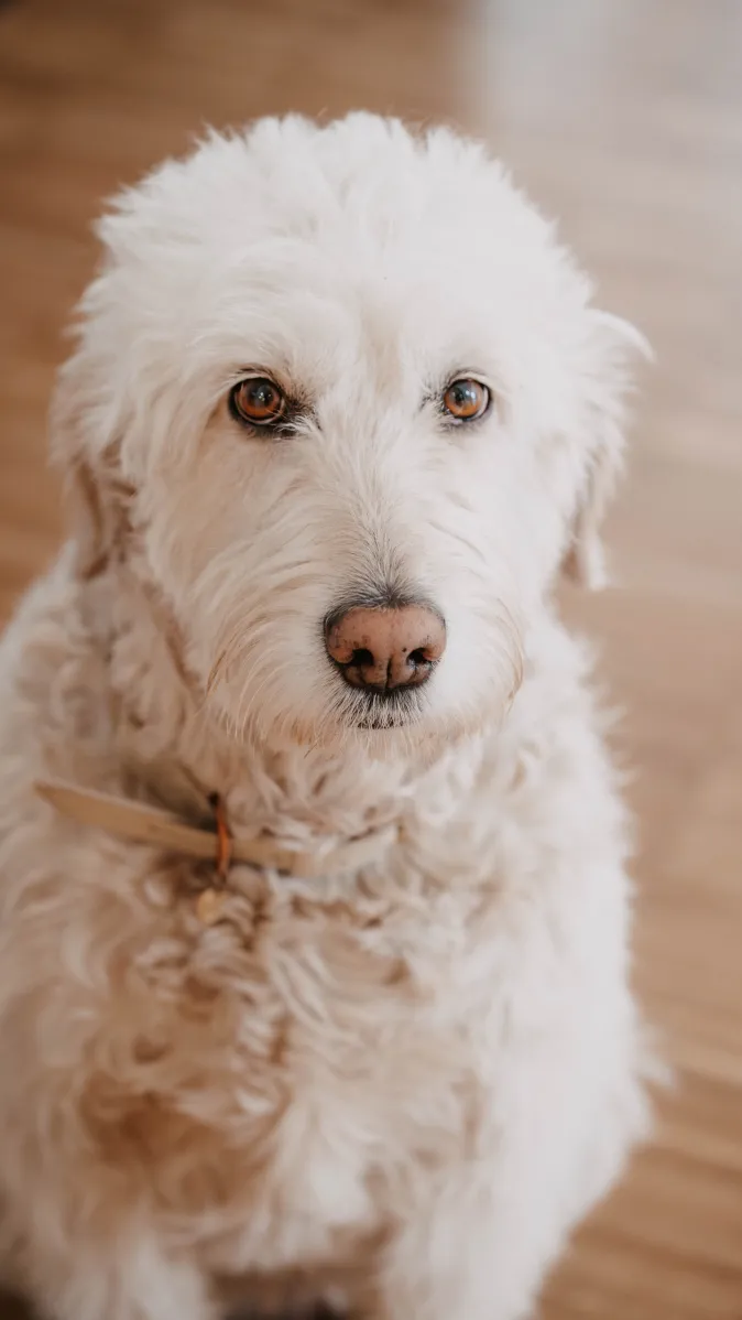 Familienhund Zirkelbach Paula